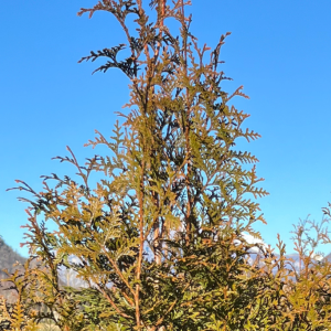 Pianta da Siepe in Zolla Thuja Plicata Gelderland dettaglio
