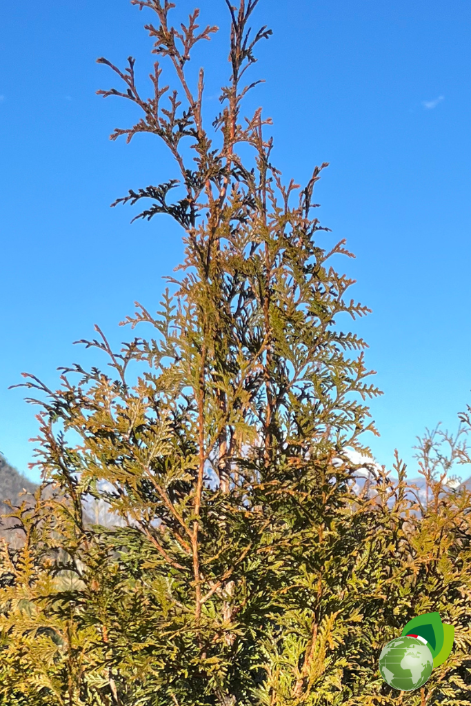Thuja Plicata Gelderland Pianta da Siepe in Zolla Thuja Plicata Gelderland dettaglio