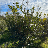 Pianta da siepe in zolla Osmanthus Illicifolia