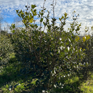 Pianta da siepe in zolla Osmanthus Illicifolia