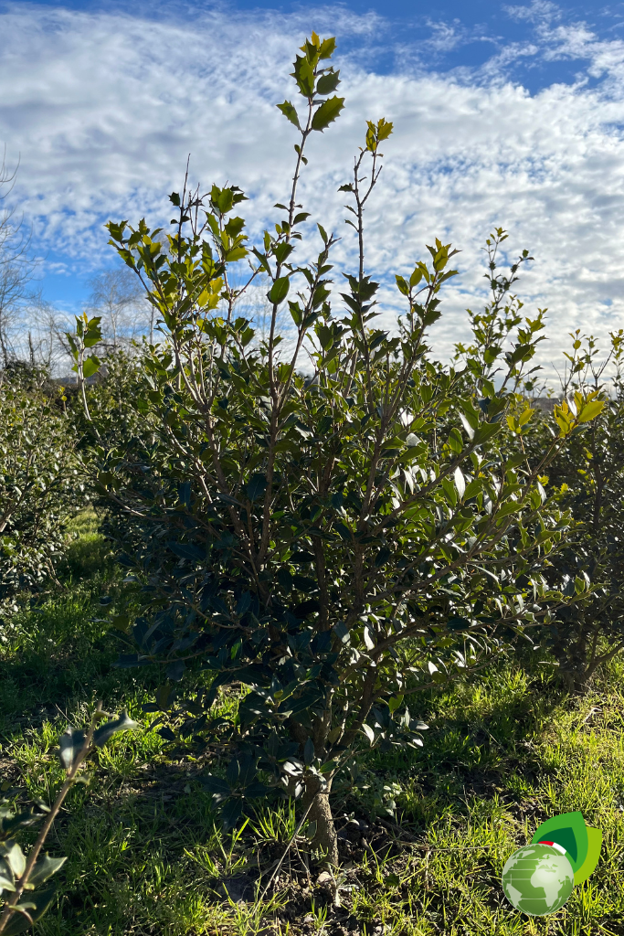 Osmanthus Illicifolia Pianta da siepe in zolla Osmanthus Illicifolia