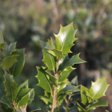 Pianta da Sipere in Zolla Osmanthus Illicifolia dettaglio