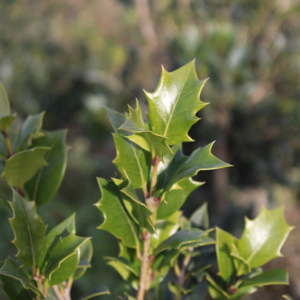Pianta da Sipere in Zolla Osmanthus Illicifolia dettaglio