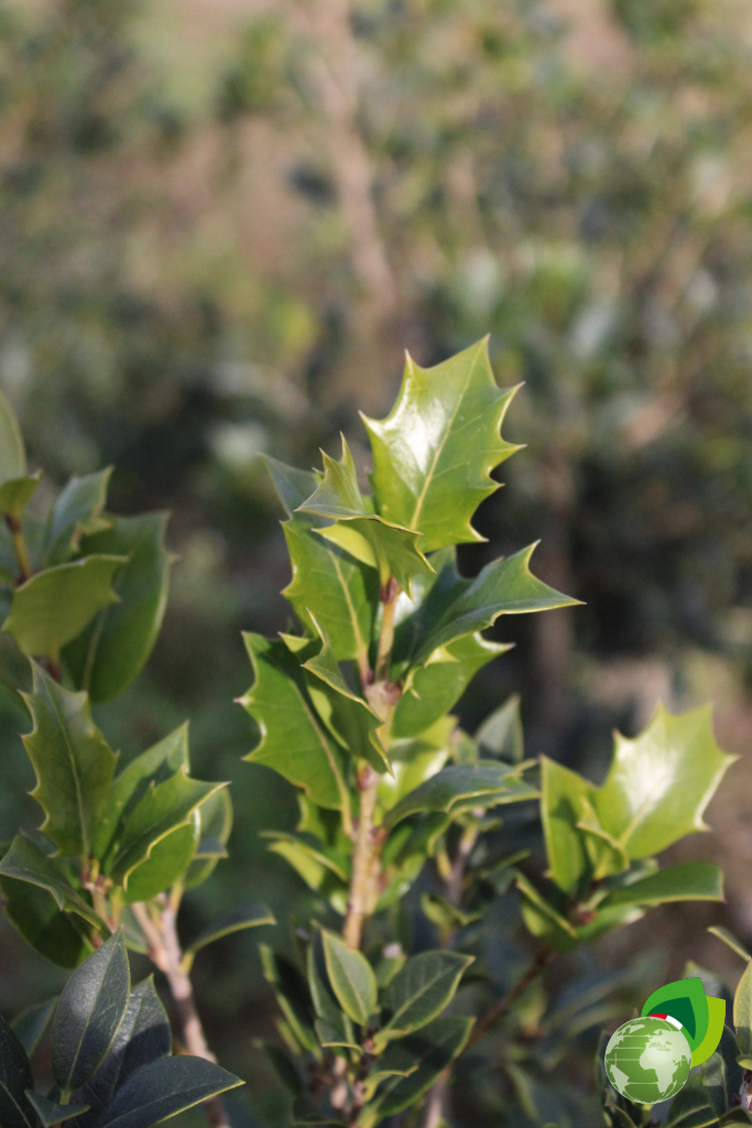 Osmanthus Illicifolia Pianta da Sipere in Zolla Osmanthus Illicifolia dettaglio
