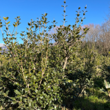 Pianta da Siepe in zolla Osmanthus Illicifolia effetto