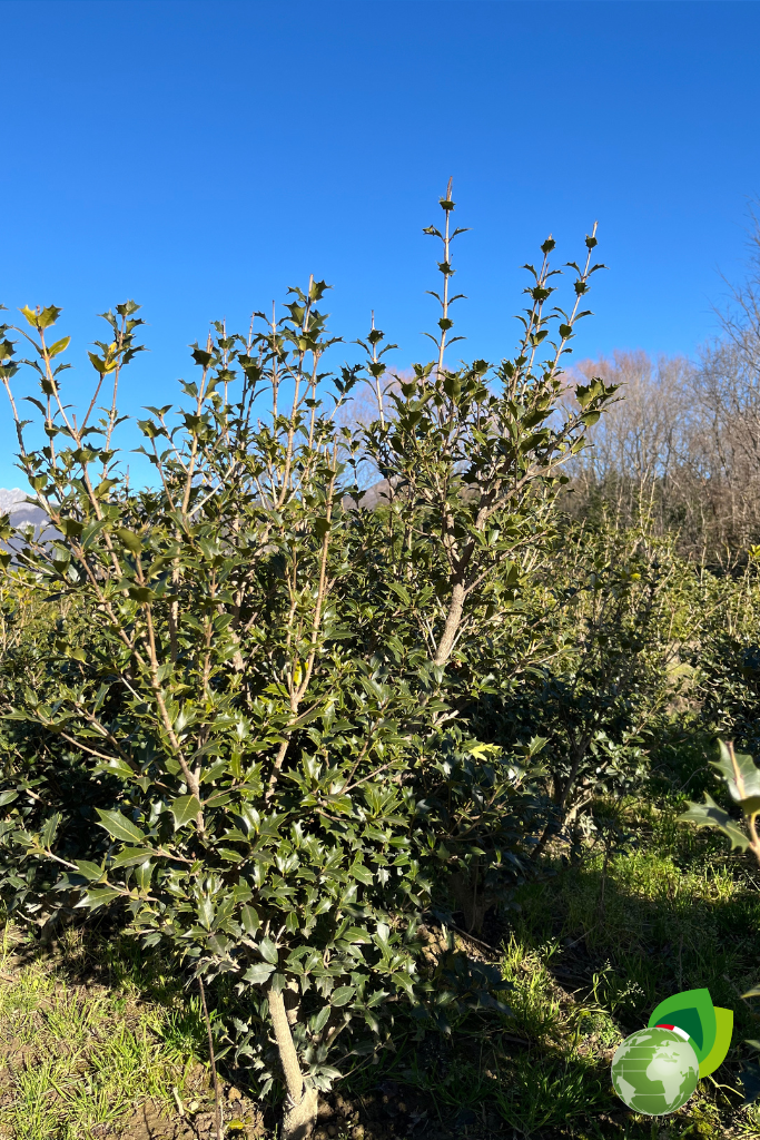 Osmanthus Illicifolia Pianta da Siepe in zolla Osmanthus Illicifolia effetto