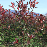 Piante da Siepe in zolla Photinia Red Robin