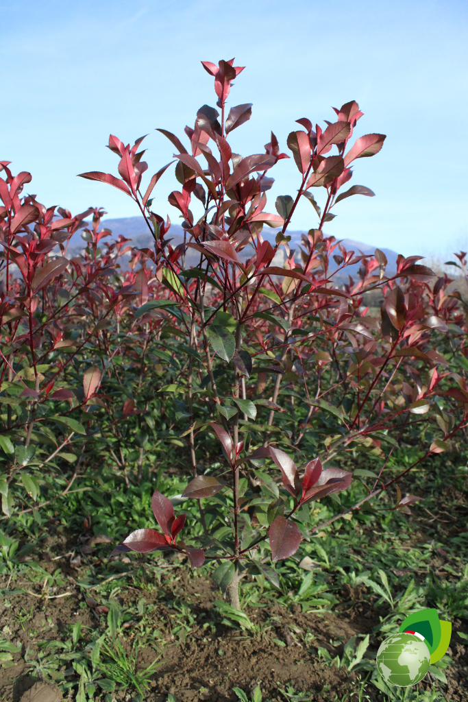 Photinia Red Robin Piante da Siepe in zolla Photinia Red Robin