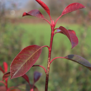 Piante da Siepe in Zolla Photinia Red Robin dettaglio
