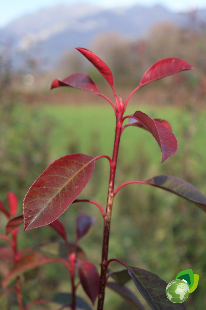 Photinia Red Robin Piante da Siepe in Zolla Photinia Red Robin dettaglio