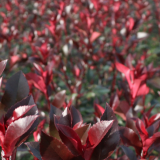 Piante da Siepe in Zolla Photinia Red Robin effetto