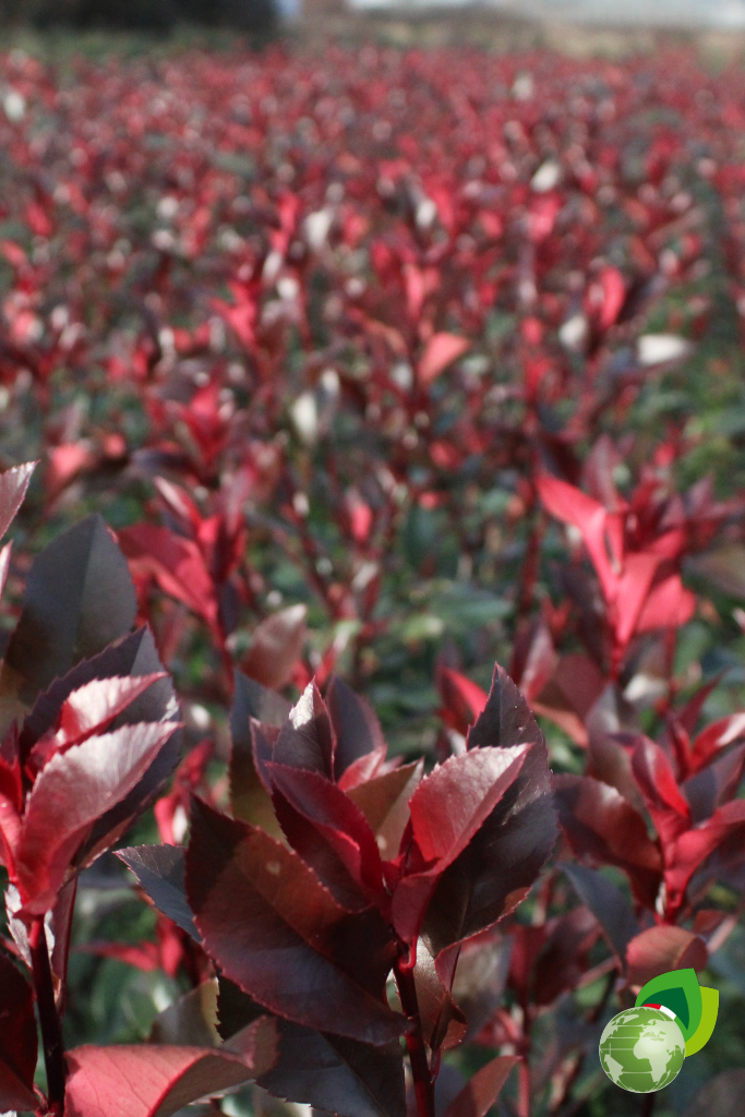 Photinia Red Robin Piante da Siepe in Zolla Photinia Red Robin effetto