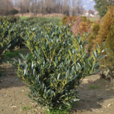 Pianta da Siepe in Zolla Prunus Lauro Cerasus Otto Luyken