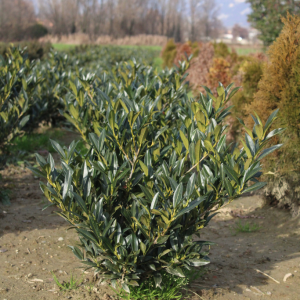 Pianta da Siepe in Zolla Prunus Lauro Cerasus Otto Luyken