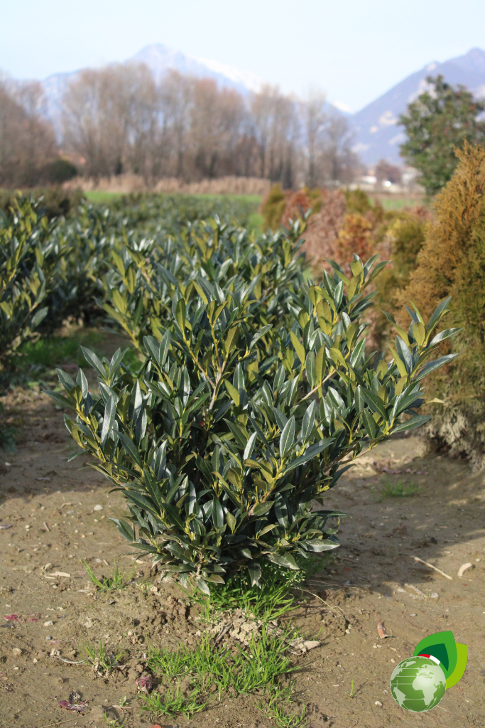Prunus Lauro Cerasus Otto Luyken Pianta da Siepe in Zolla Prunus Lauro Cerasus Otto Luyken