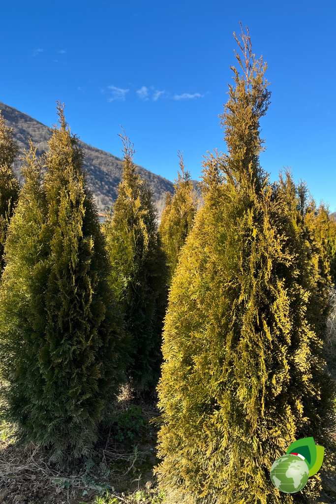 Thuja Occidentalis Smaragd in zolla