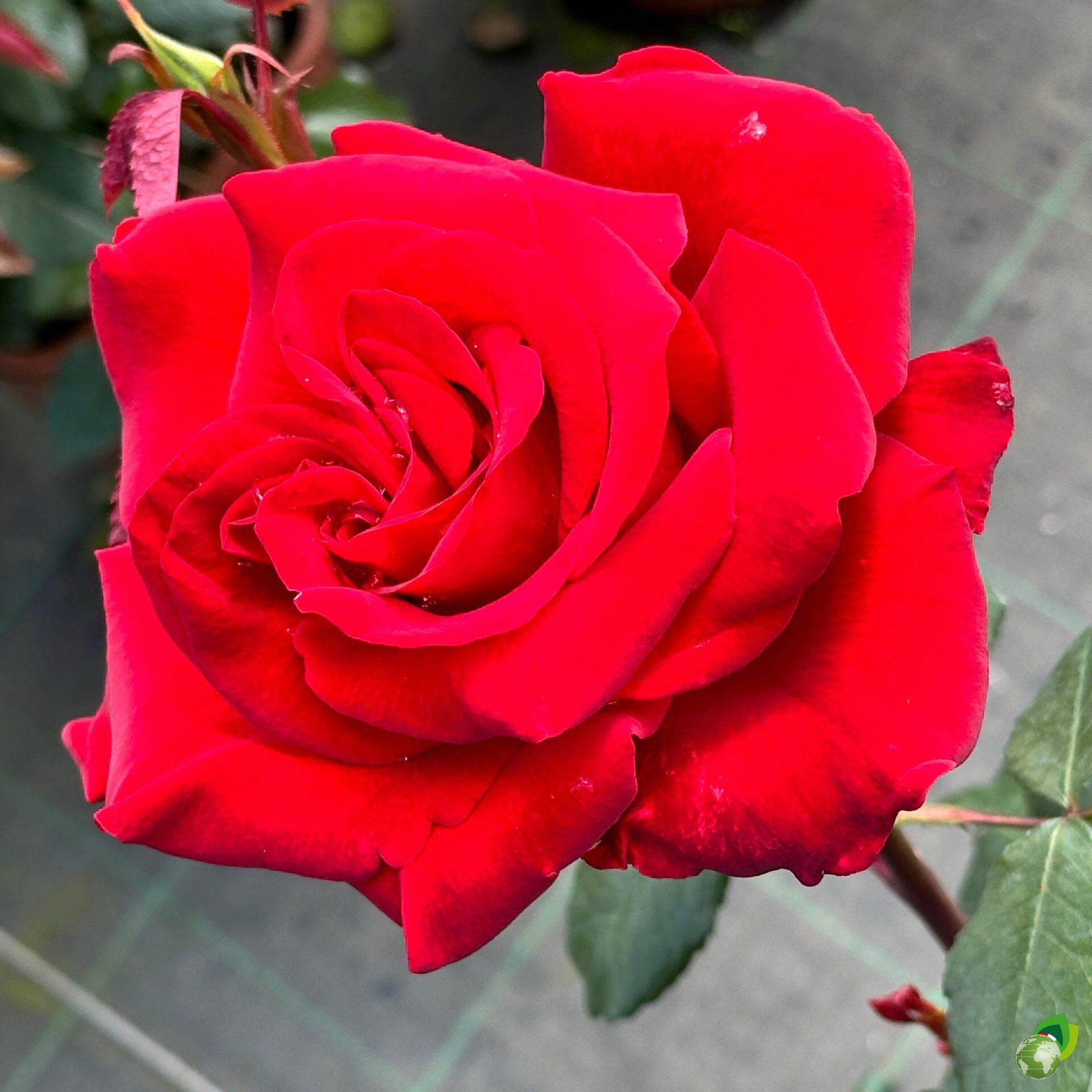 ROSA.GF_.HA_.E1_2238