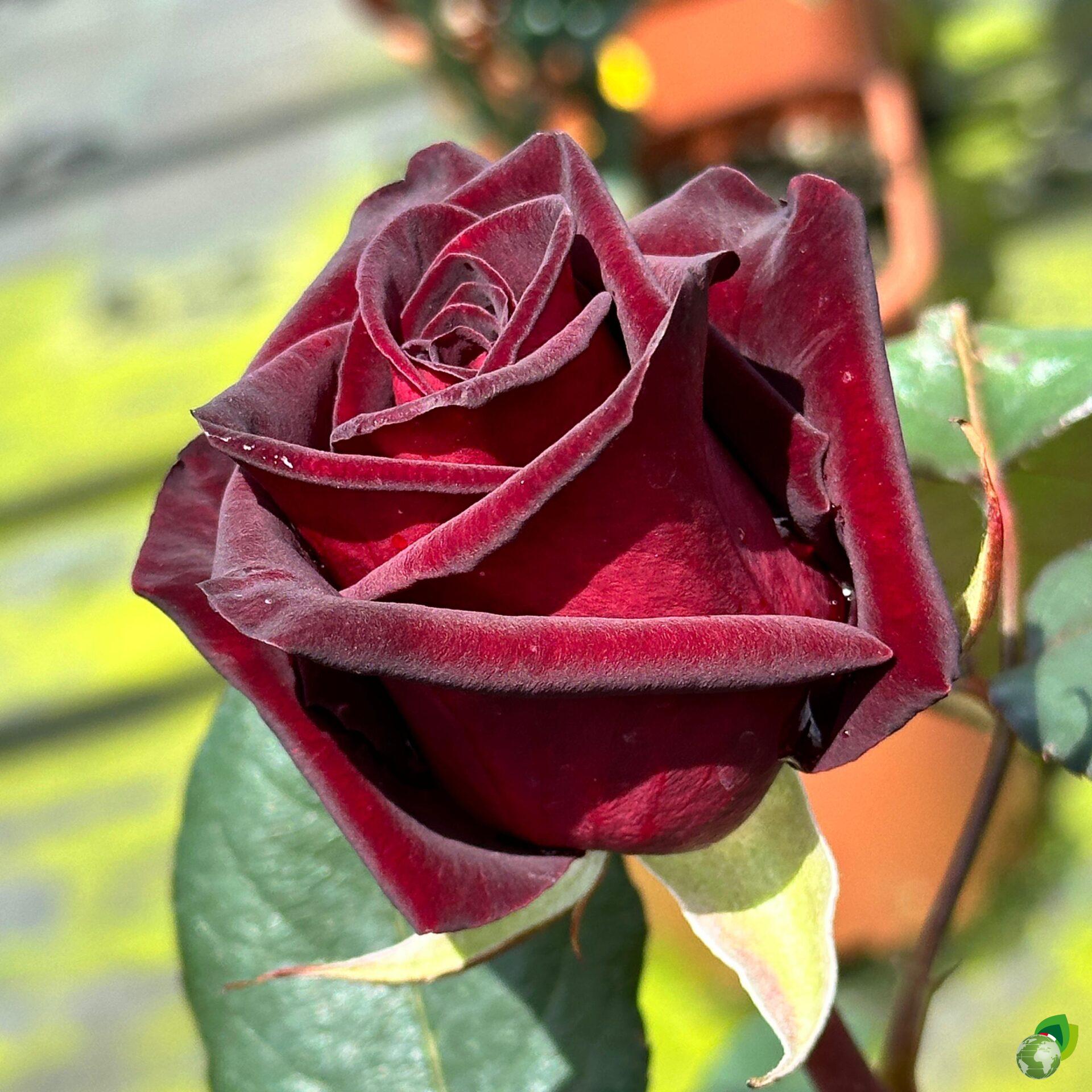 Rosa-Grandi-Fiori-Black-Magic
