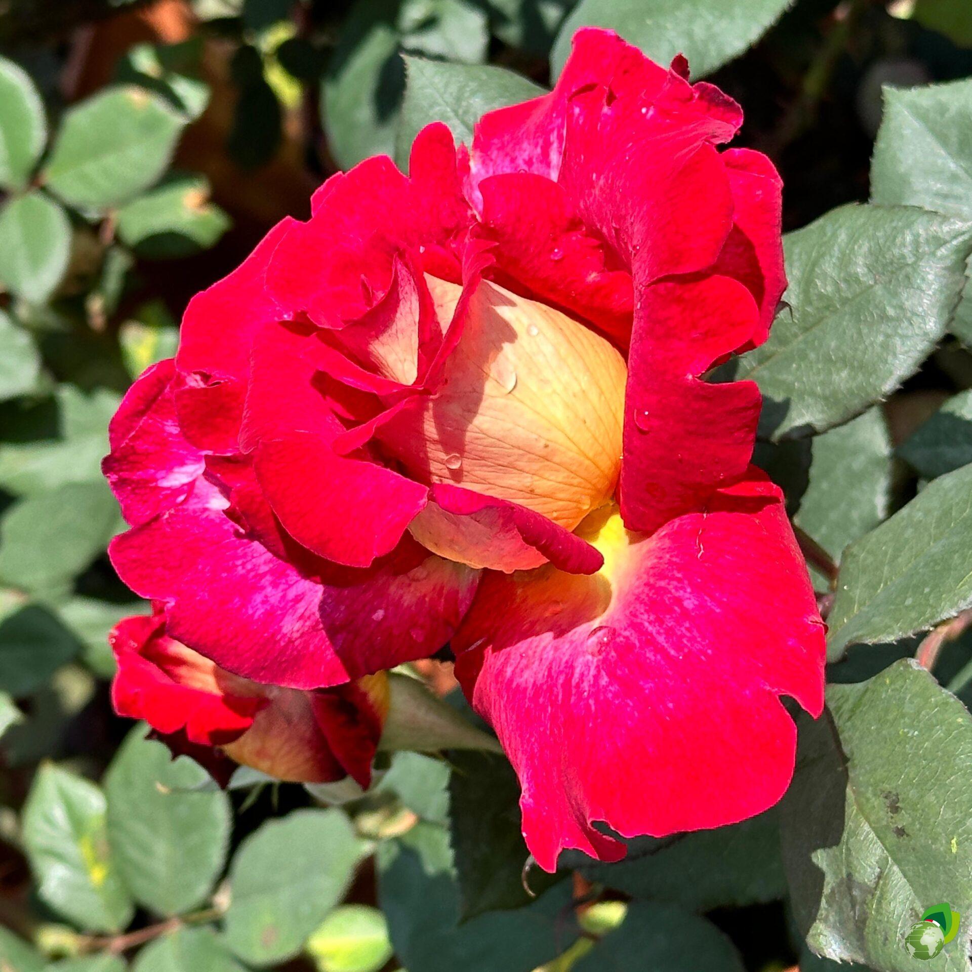 Rosa-Grandi-Fiori-Bolshoi
