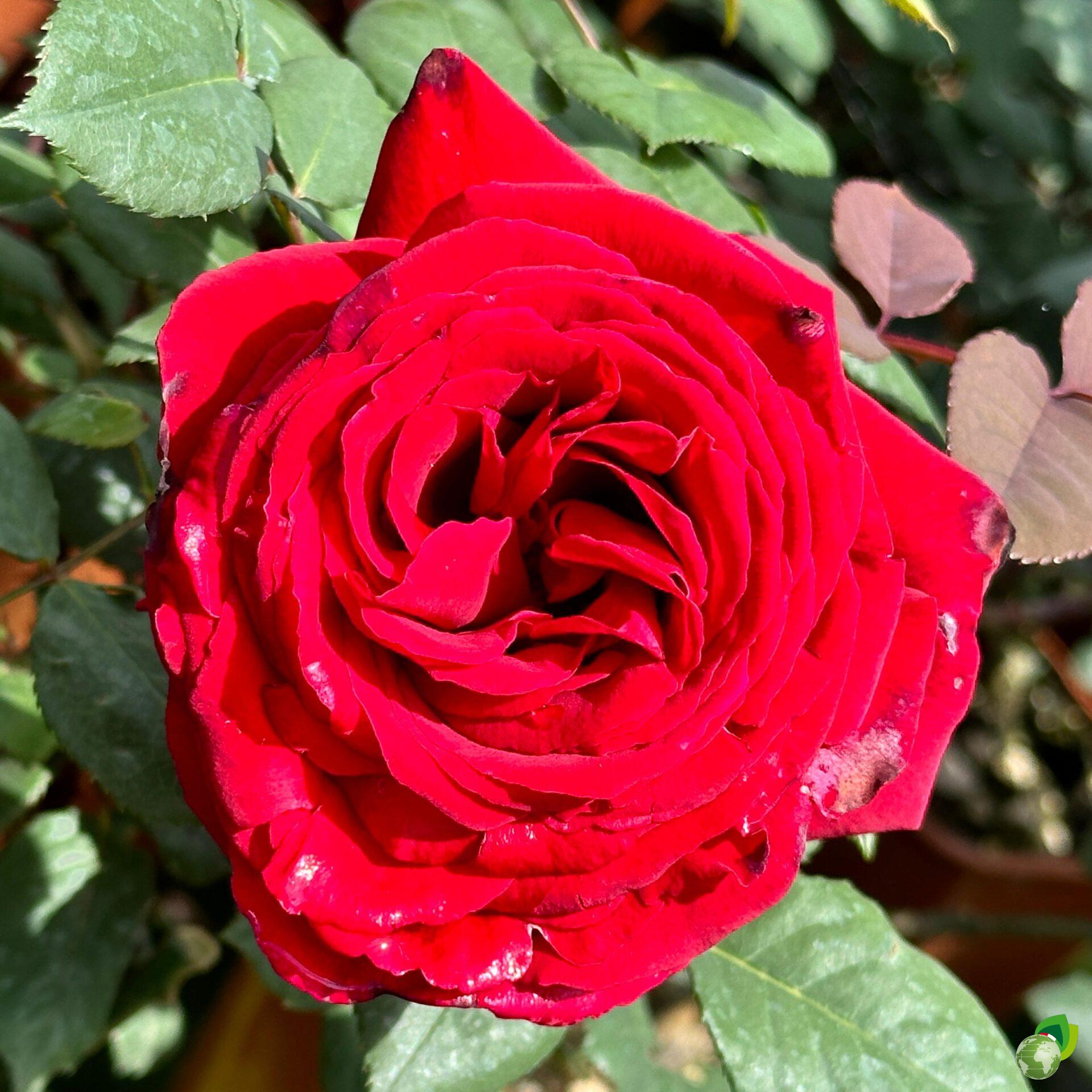 Rosa-Grandi-Fiori-Botero