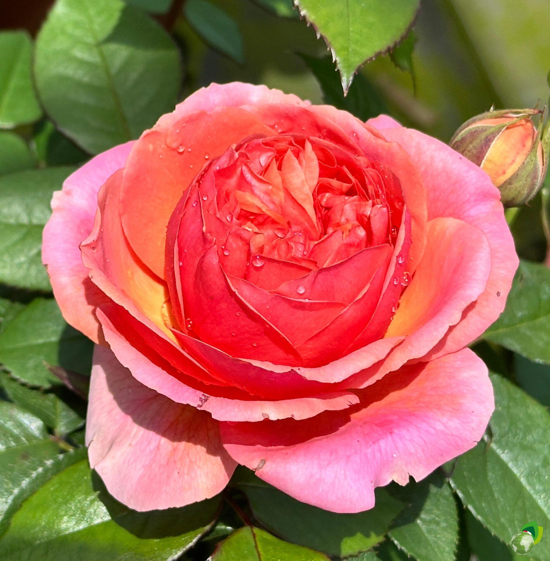 Rosa-Grandi-Fiori-Chippendale