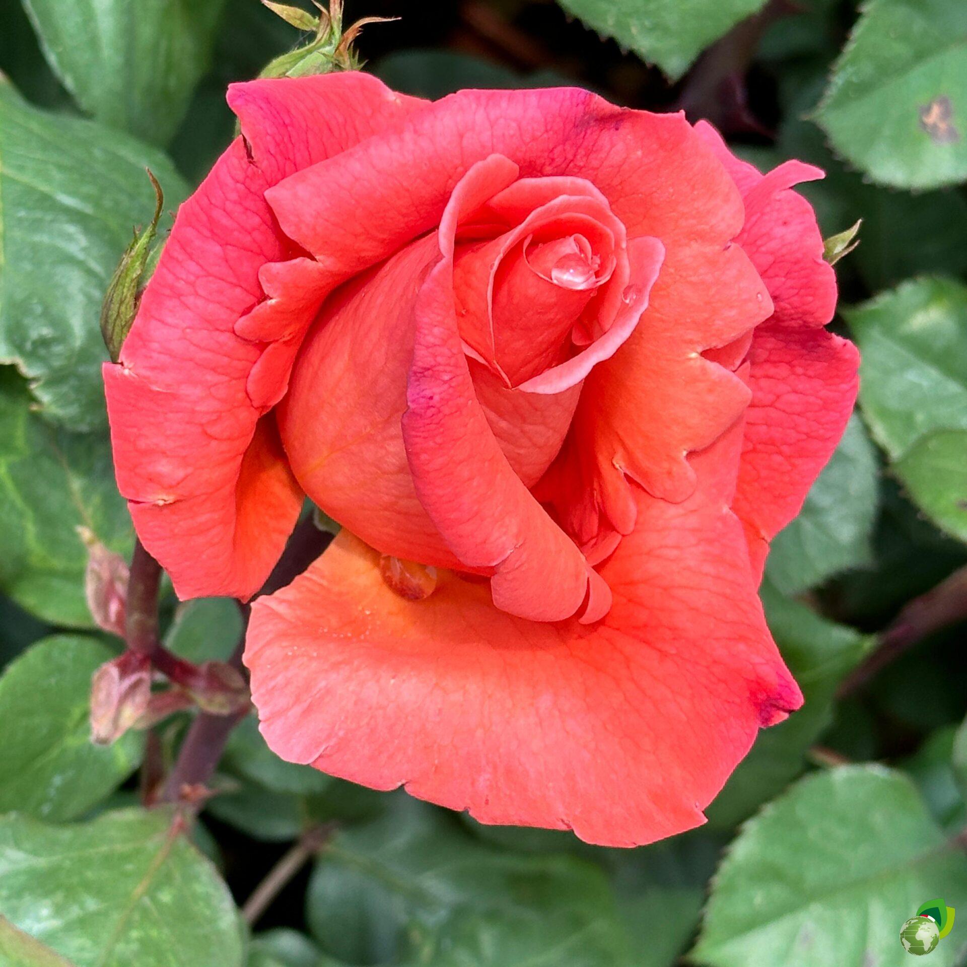 Rosa-Grandi-Fiori-Cristoforo-Colombo