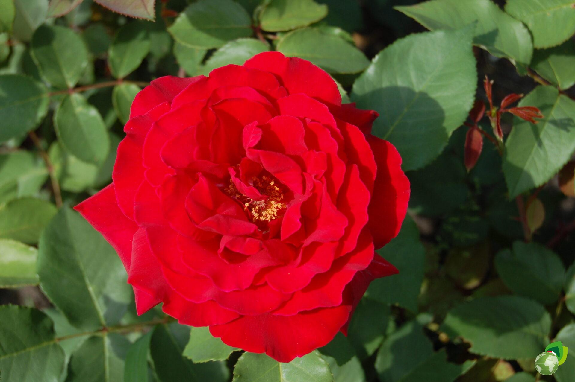 Rosa-Grandi-Fiori-Erotika
