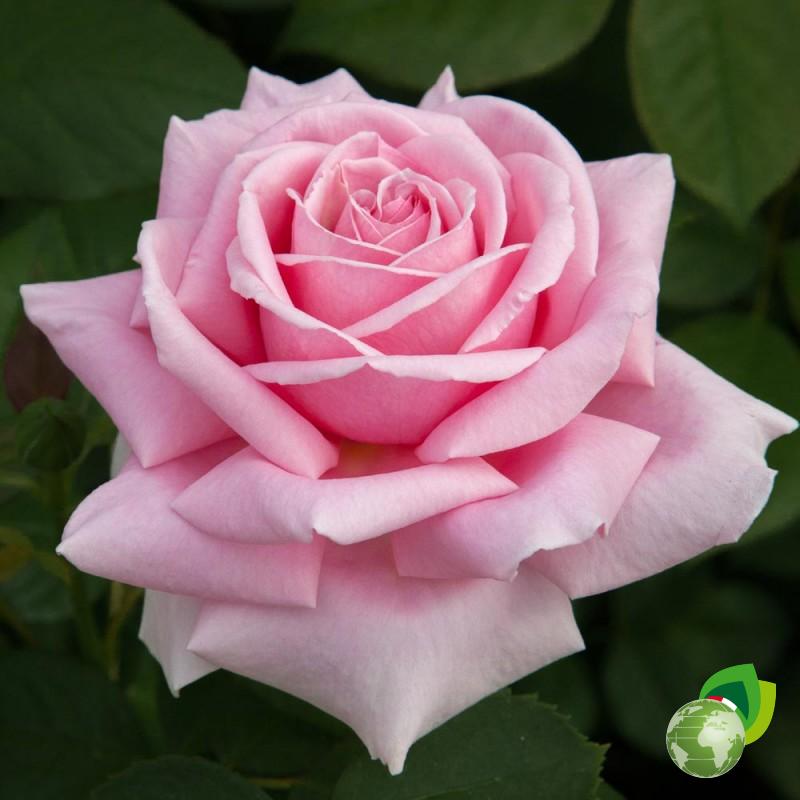 Rosa-Grandi-Fiori-Frederic-Mistral