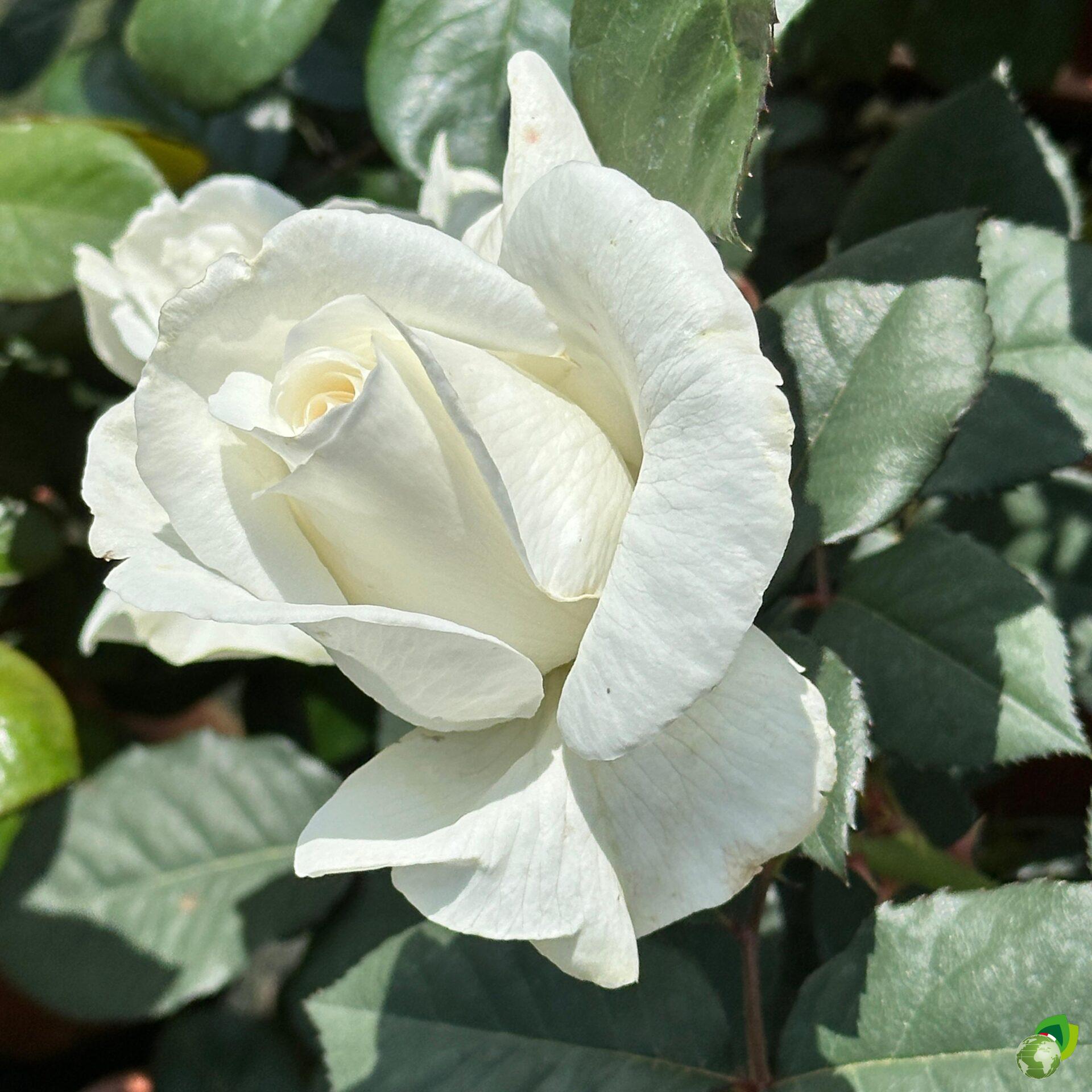 Rosa-Grandi-Fiori-Gardenia