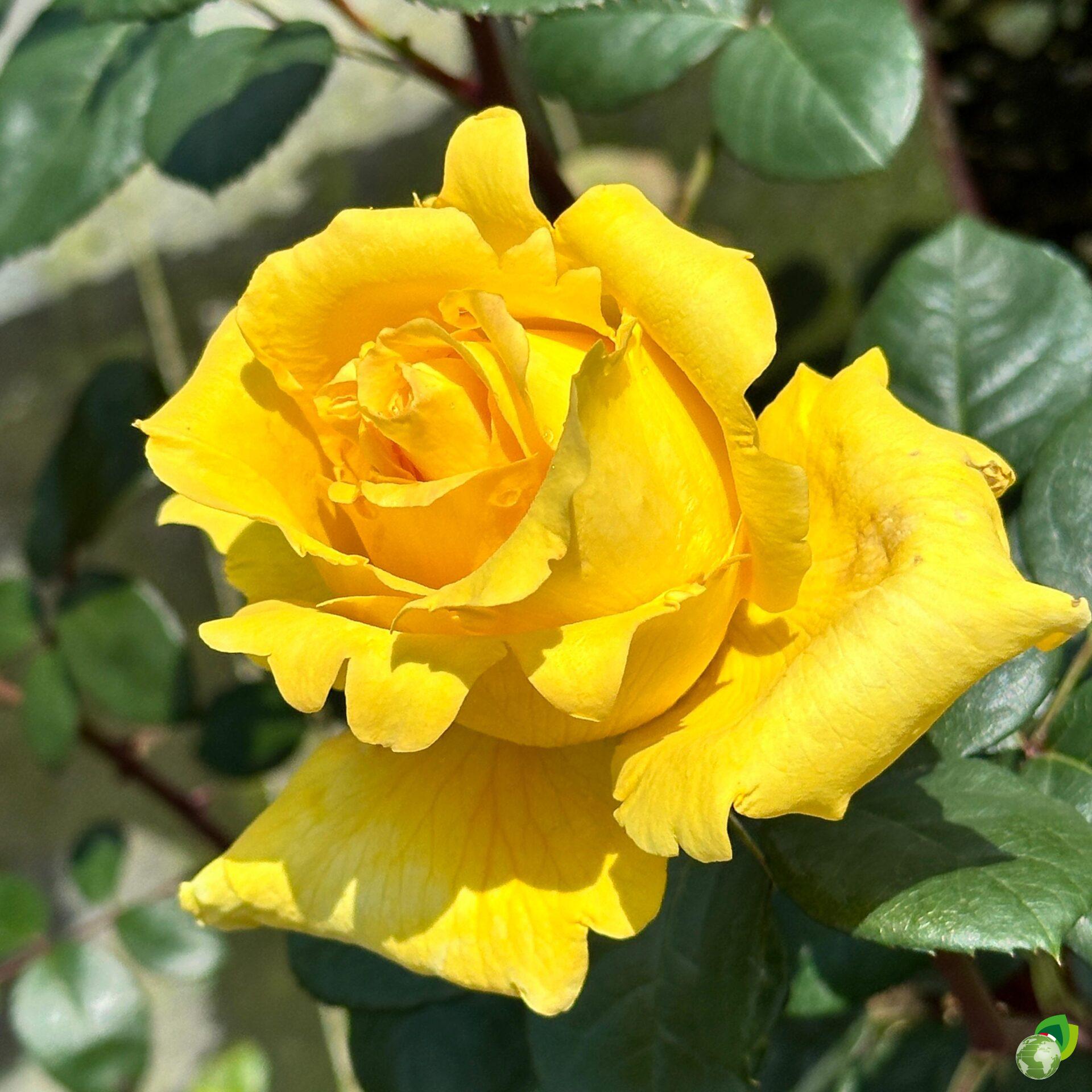 Rosa-Grandi-Fiori-Gina-Lollobrigida
