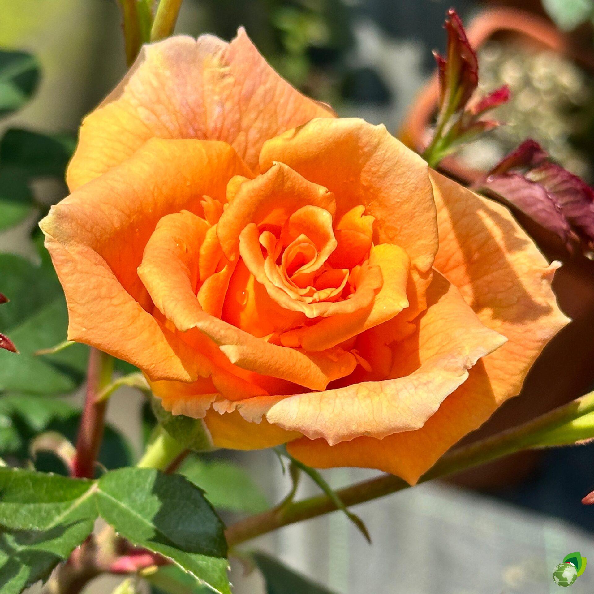 Rosa-Grandi-Fiori-Golden-Monica