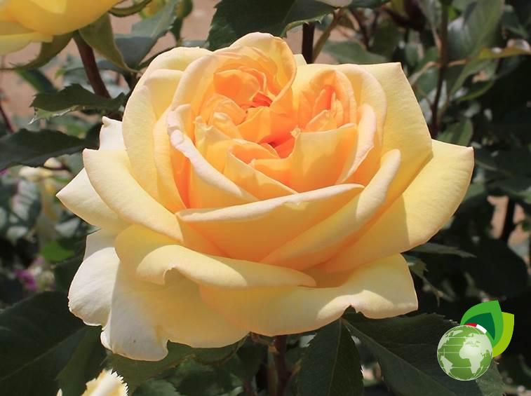 Rosa-Grandi-Fiori-Golden-Tower