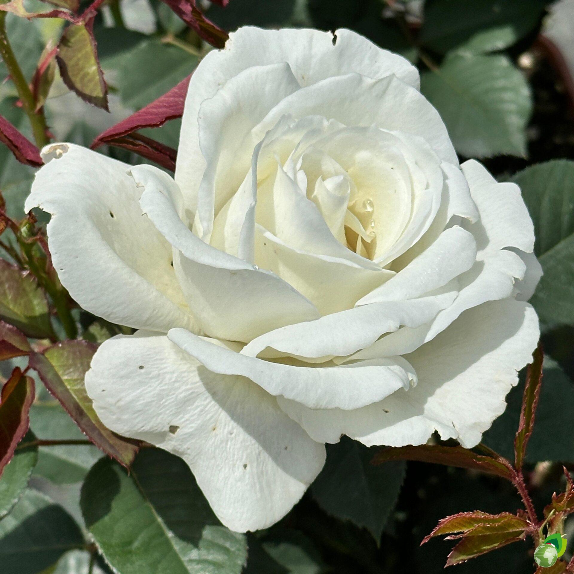 Rosa-Grandi-Fiori-Jeanne-Moreau