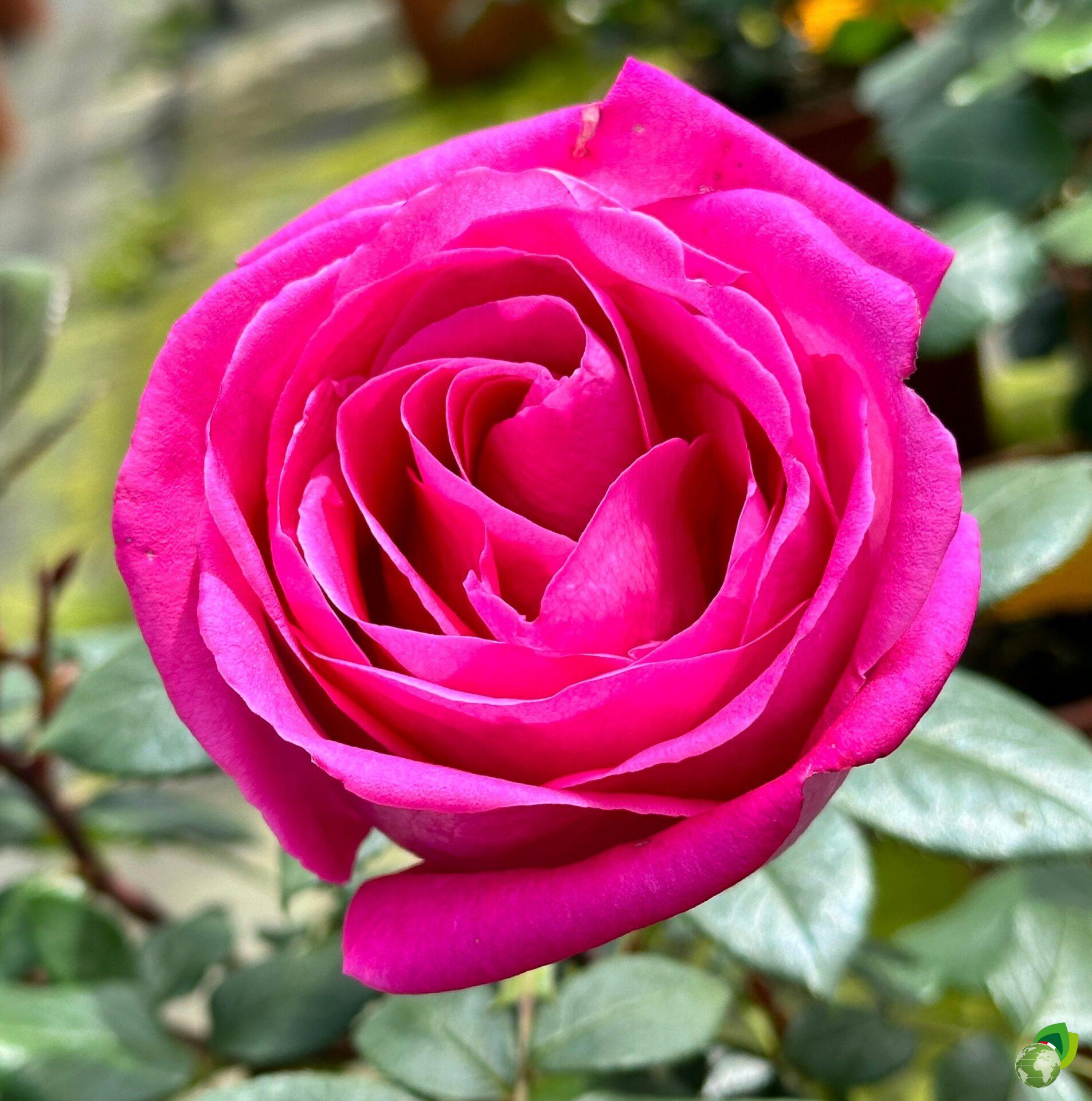 Rosa-Grandi-Fiori-Lady-Like