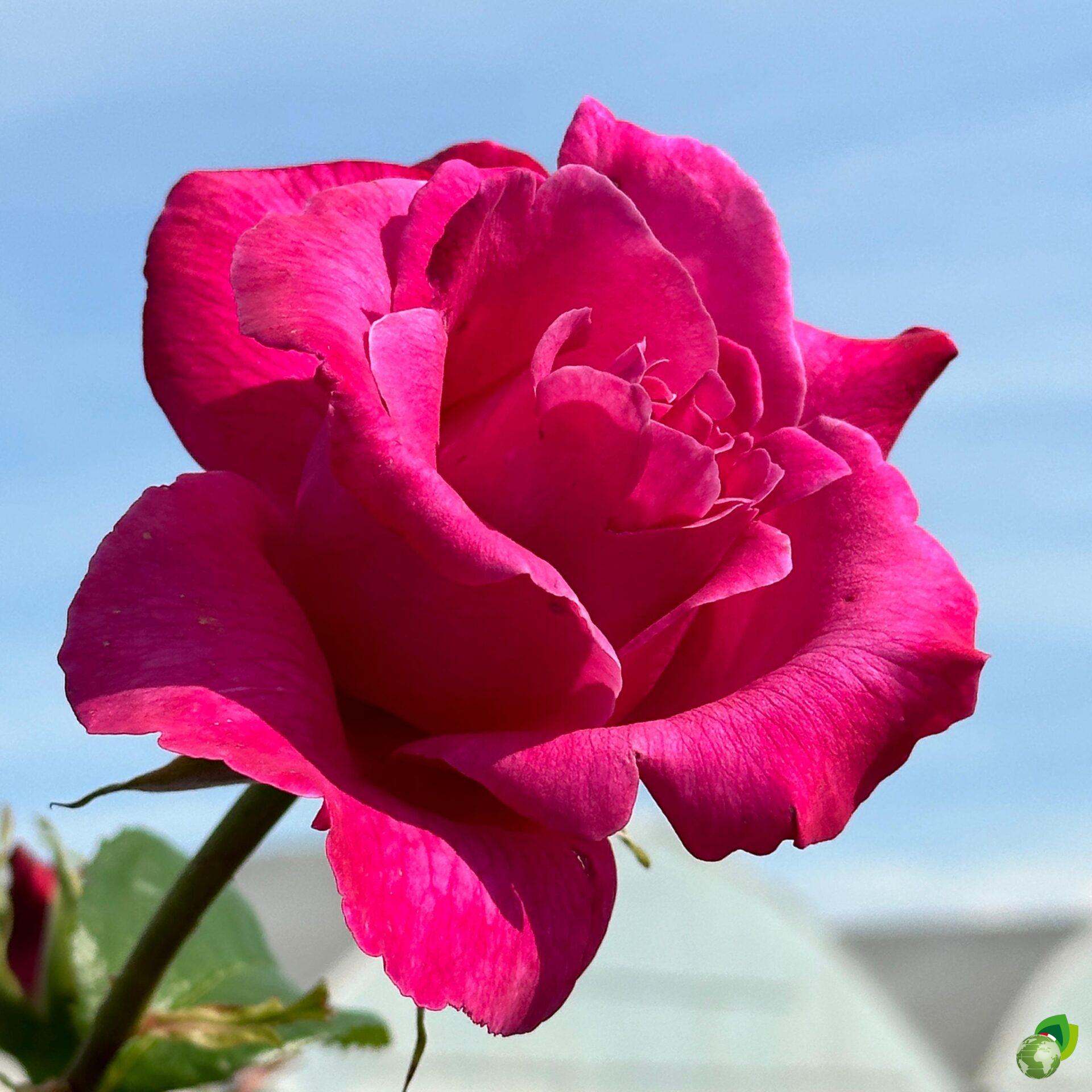 Rosa-Grandi-Fiori-caprice-meilland