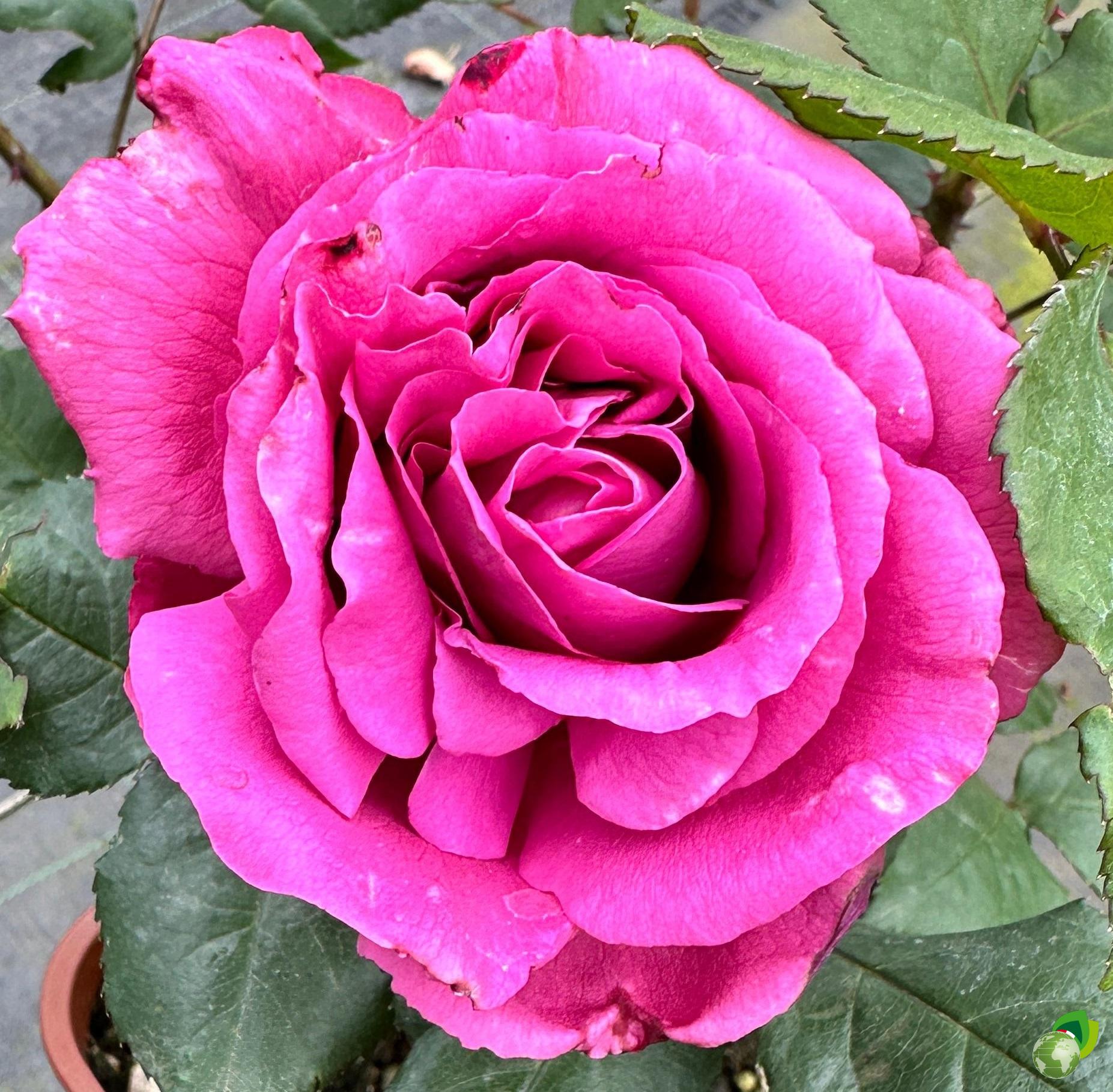 Rosa-Grandi-Fiori-claude-brasseur