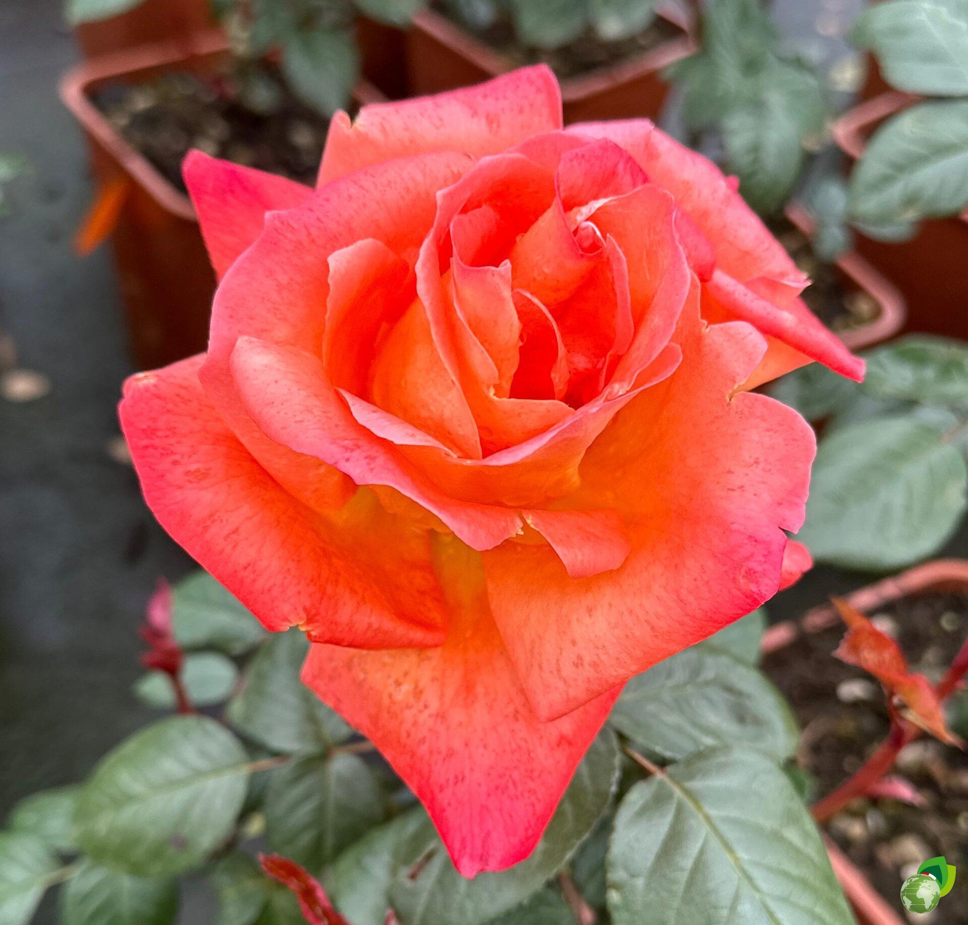grandi-fiori-louis-de-funes
