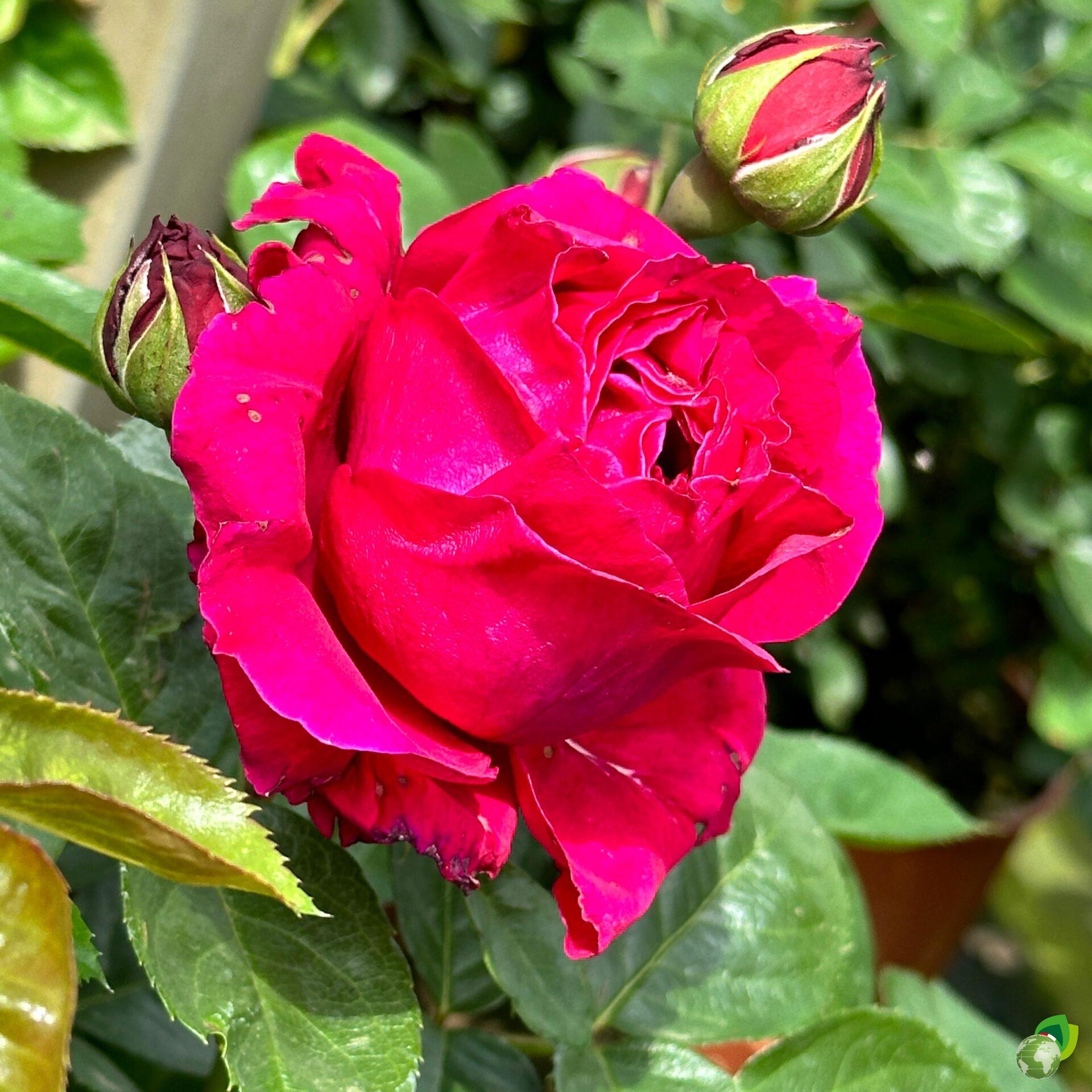 grandi-fiori-marietta