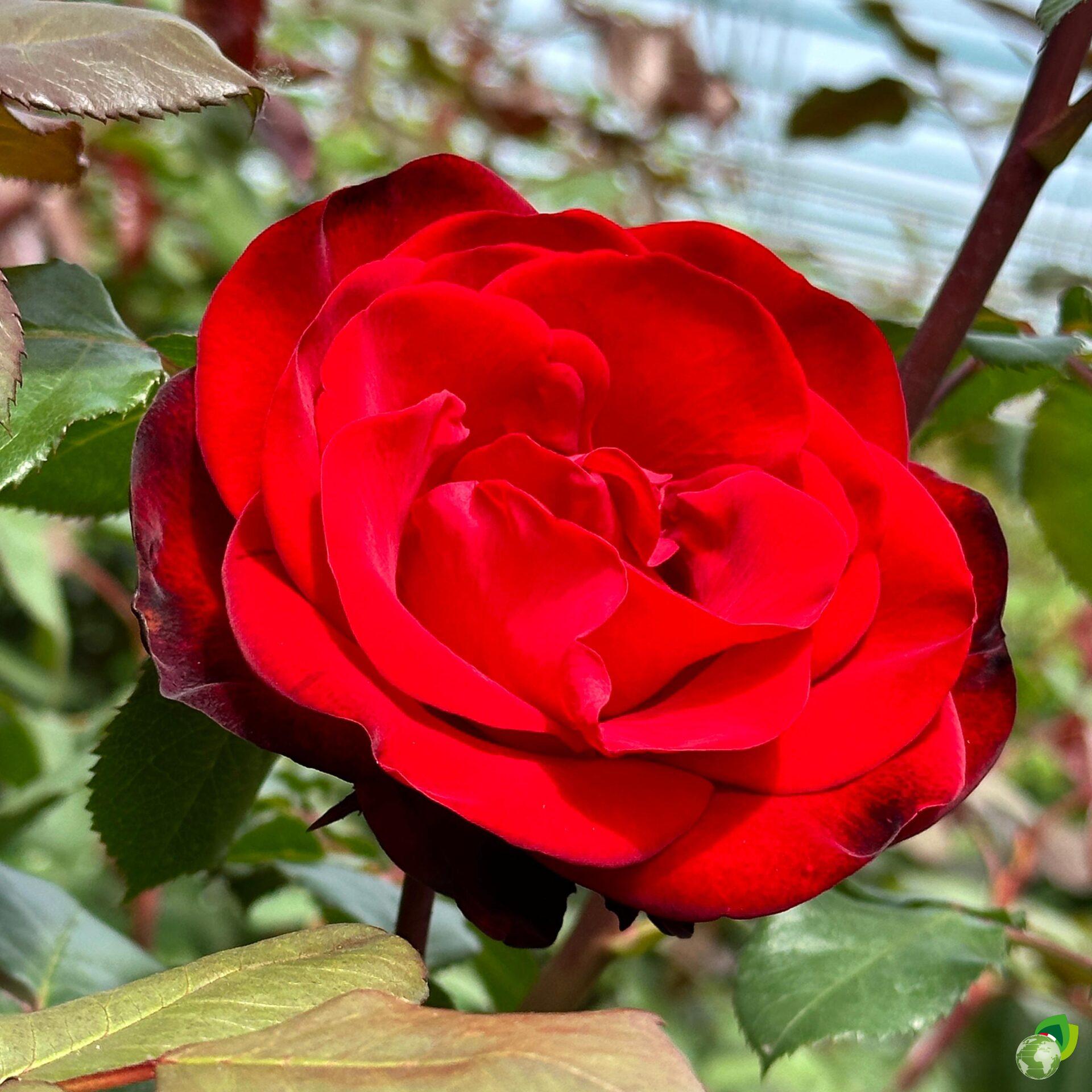 grandi-fiori-marlene