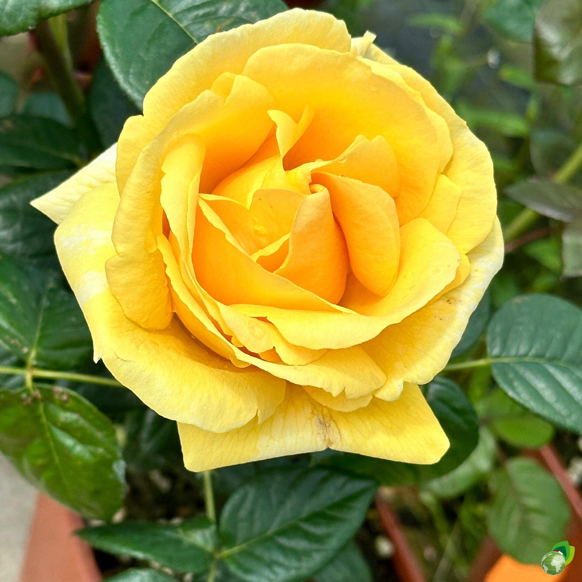 grandi-fiori-michelangelo