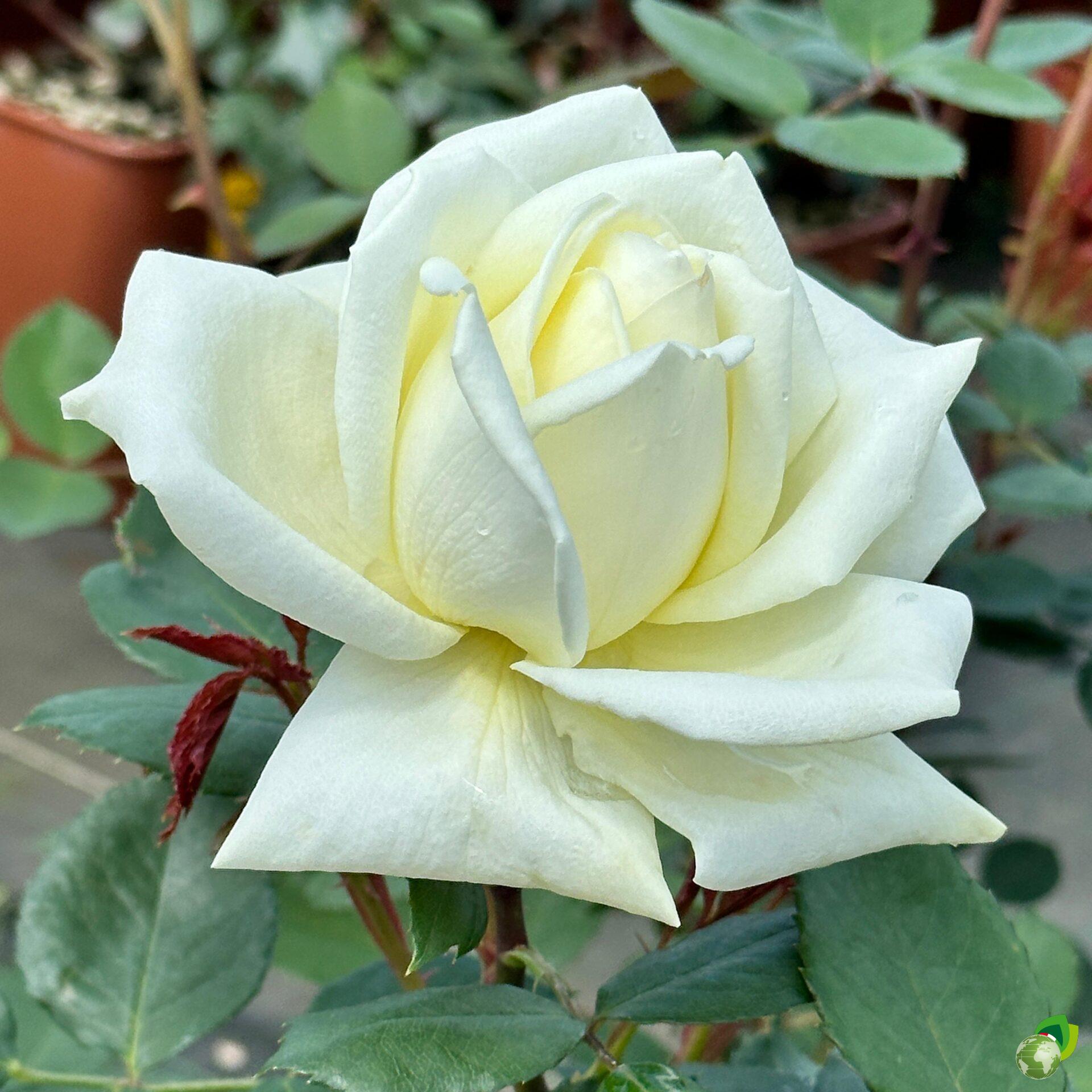 grandi-fiori-my-girl