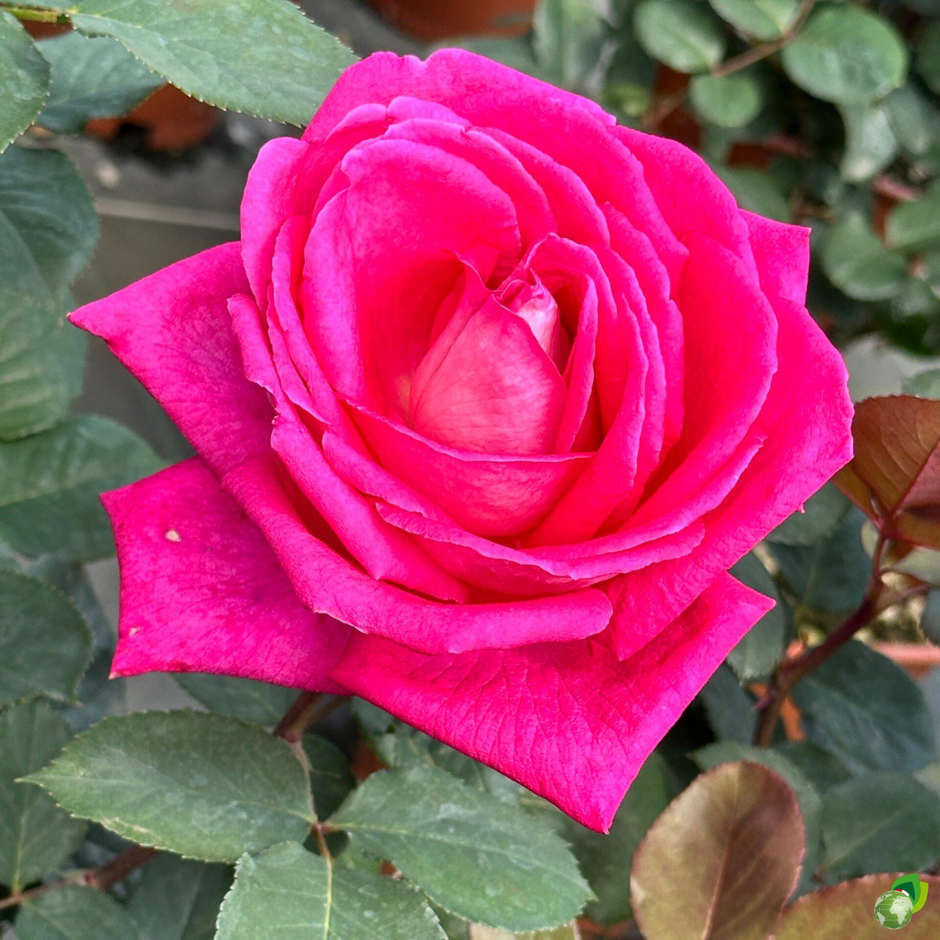 rosa-grandifiori-acapella