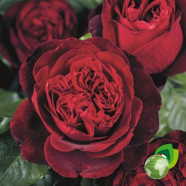 rosa-grandifiori-admiral