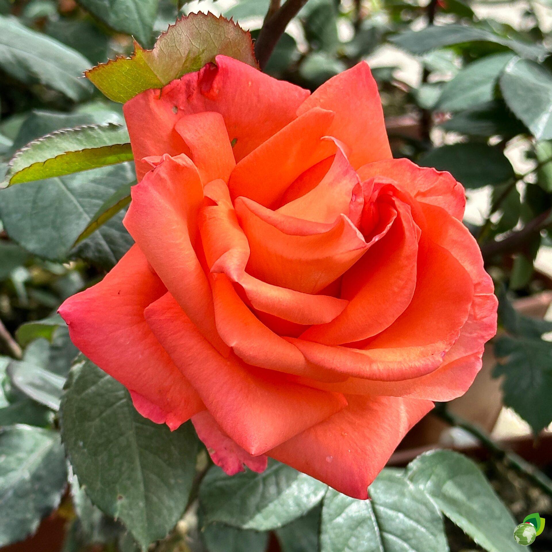 rosa-grandifiori-arancio-pastello