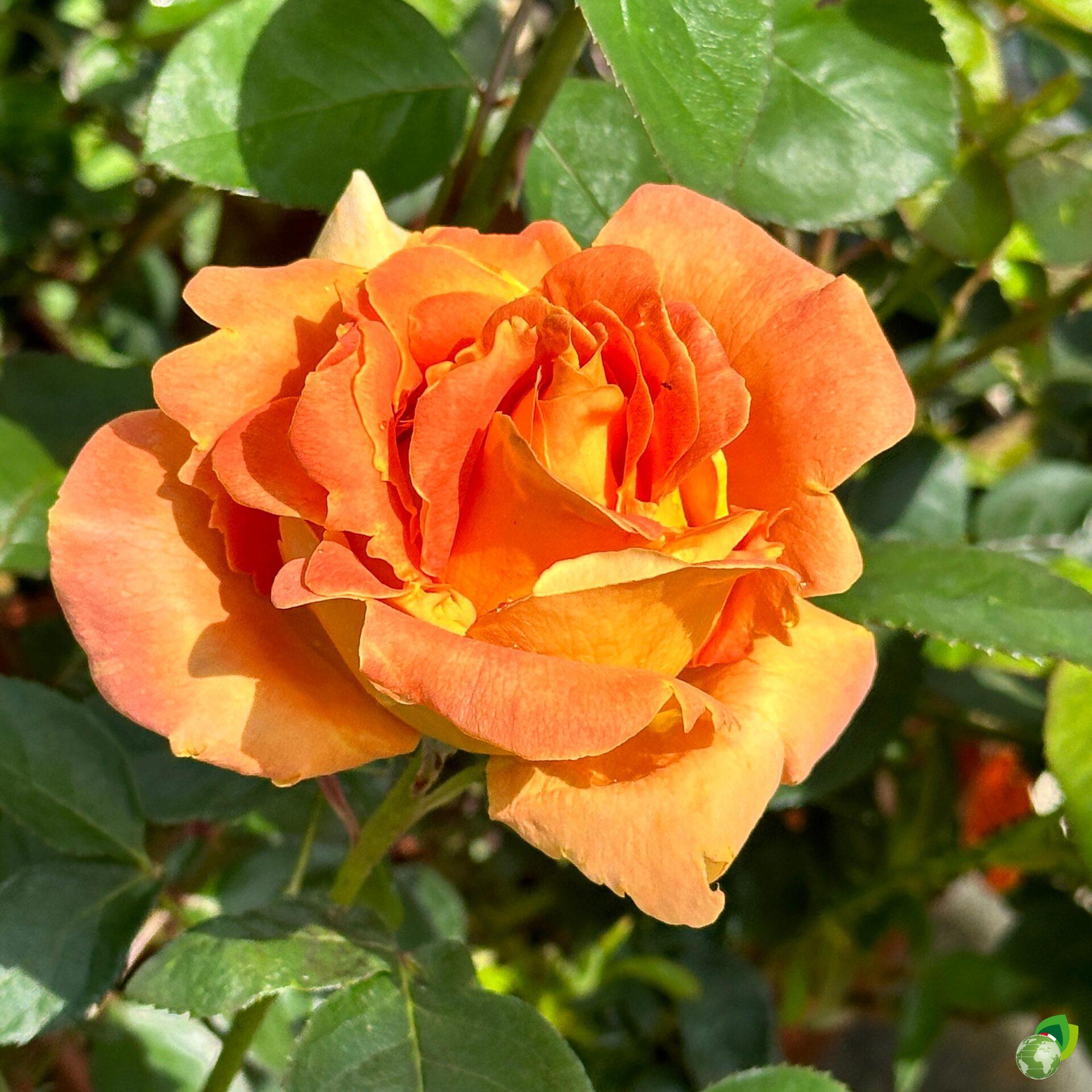 rosa-grandifiori-arlequin