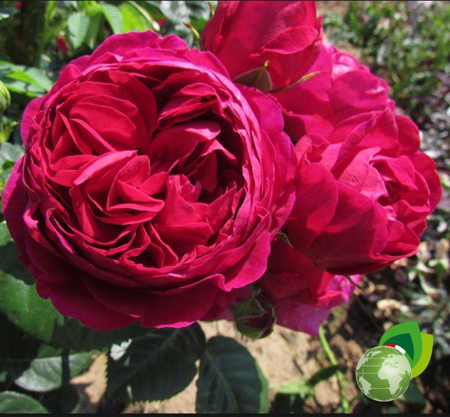 rosa-grandifiori-ascot