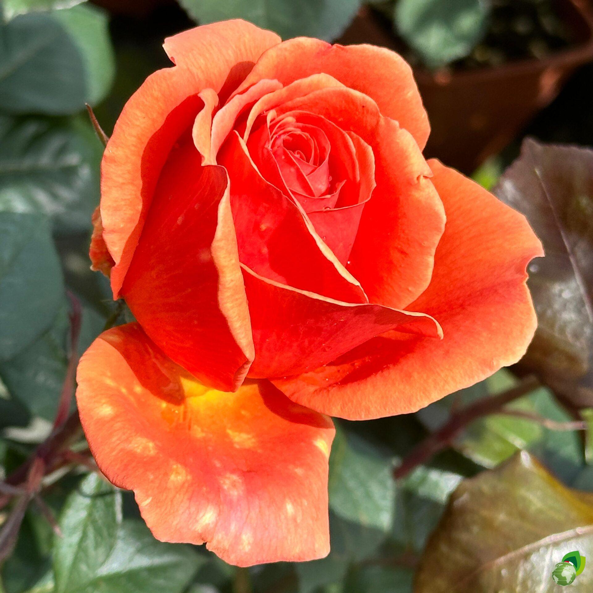 rosa-grandifiori-ashram