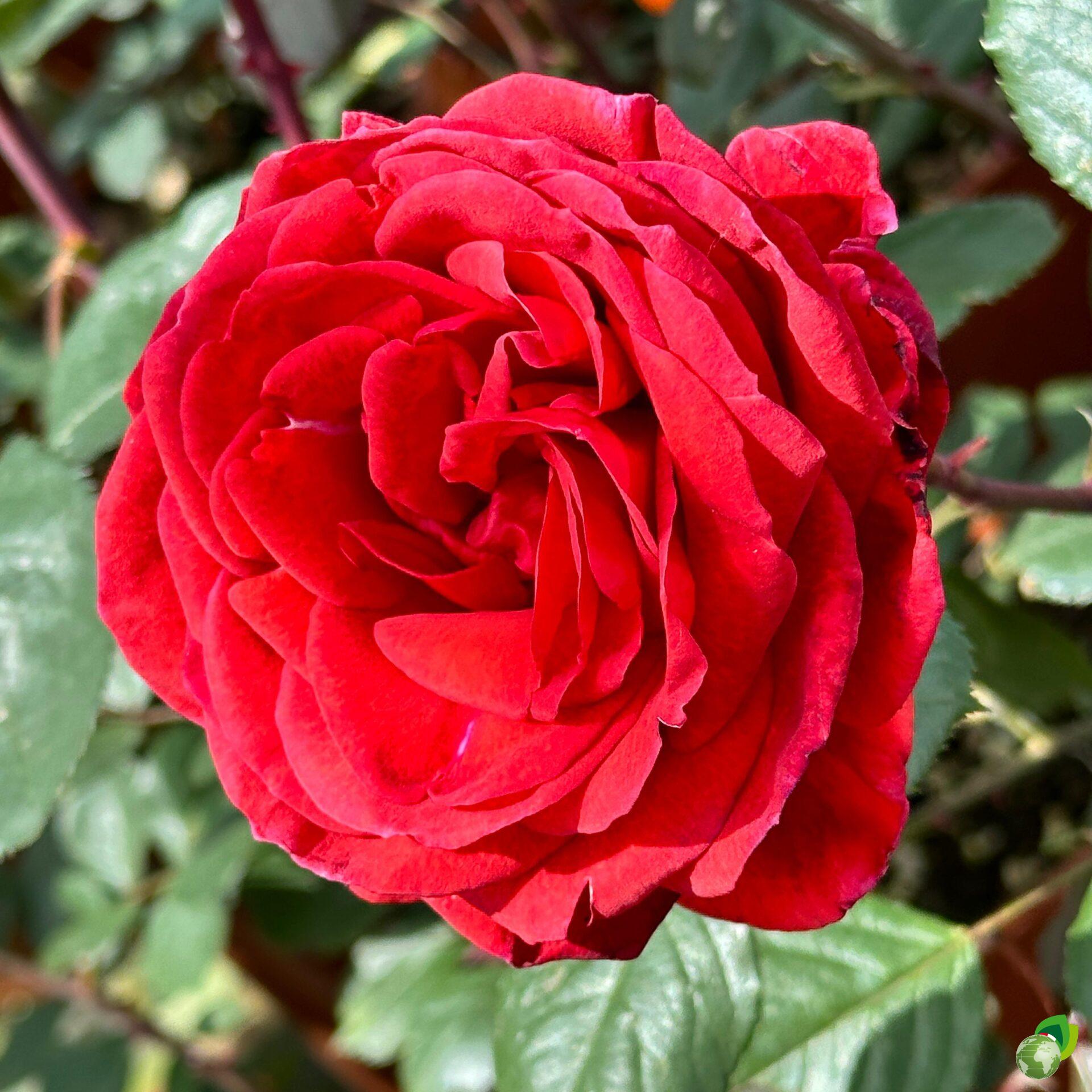 rosa-grandifiori-baccara