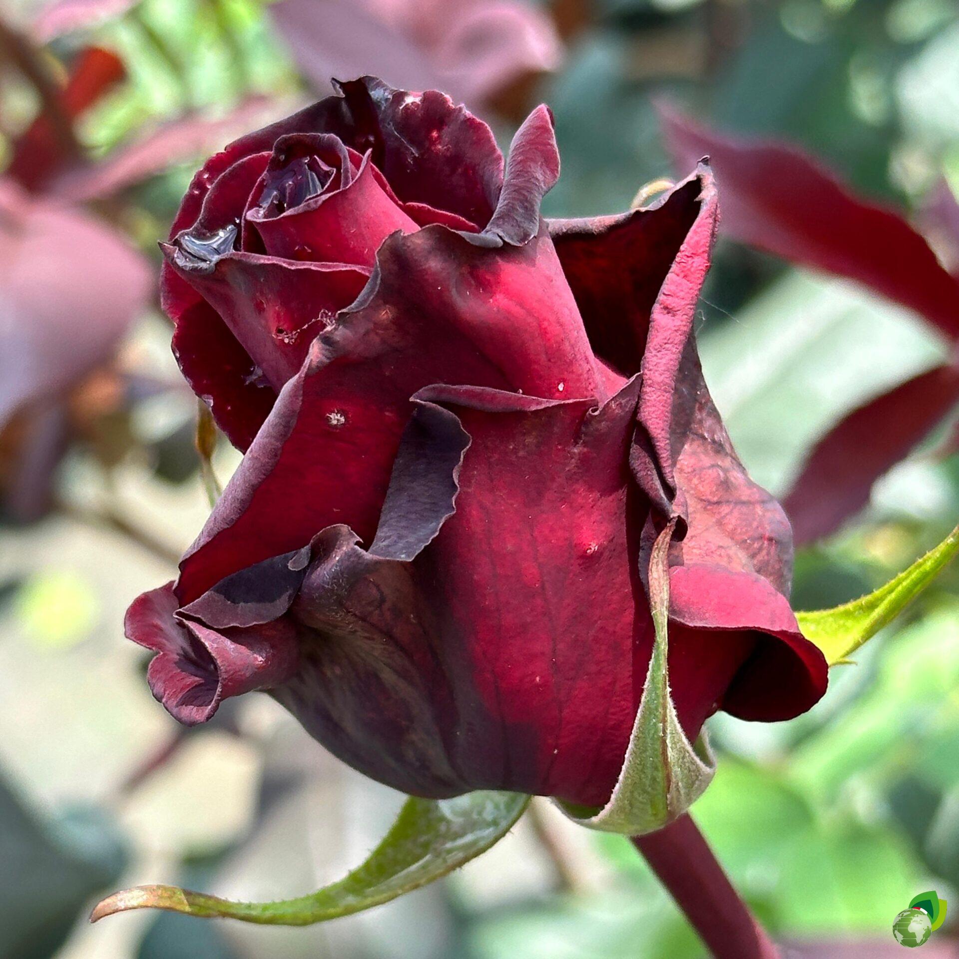 rosa-grandifiori-barkarole
