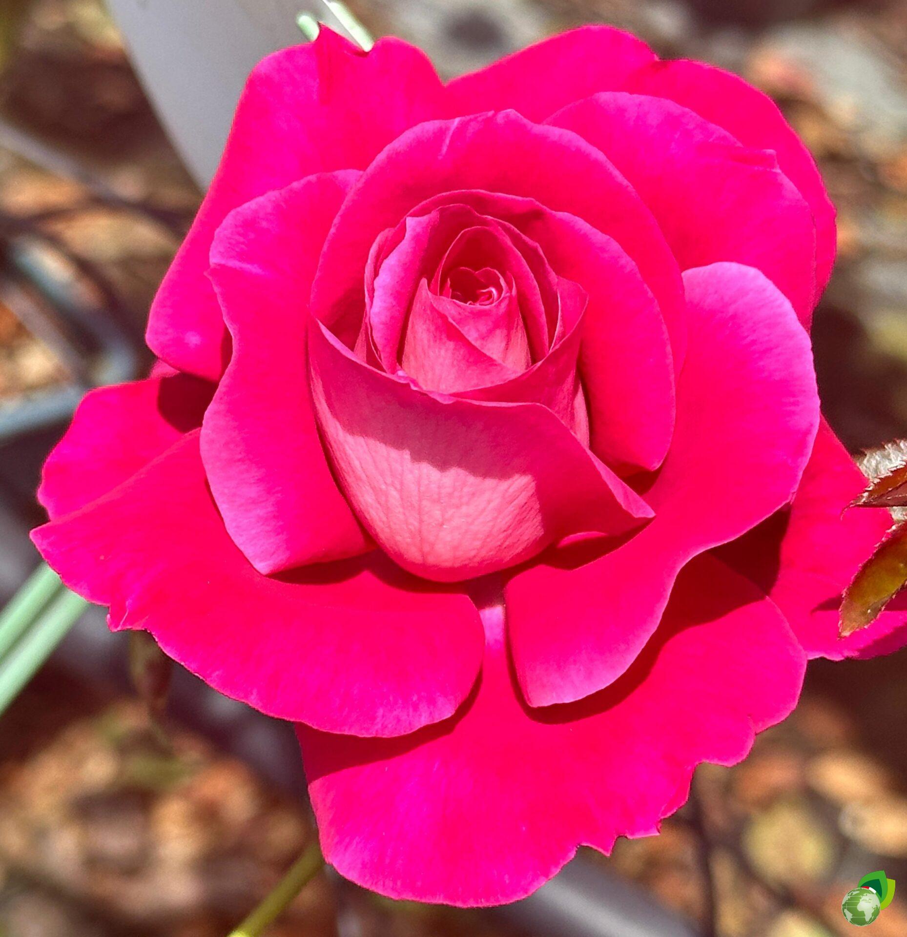 rosa-grandifiori-baronne